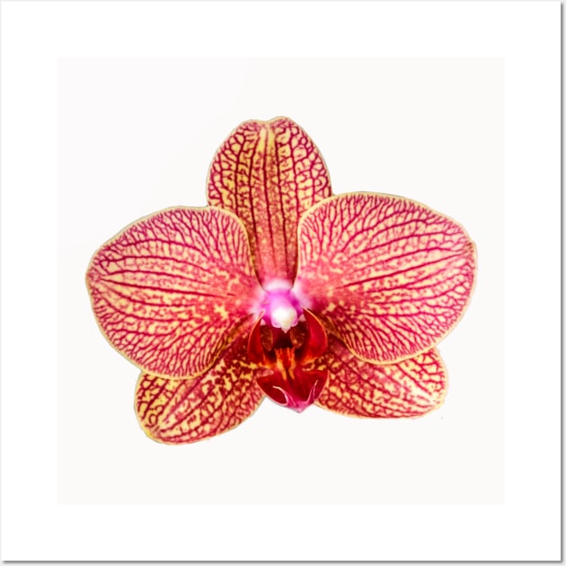 Pink Orchid Wall Art by ArtMorfic